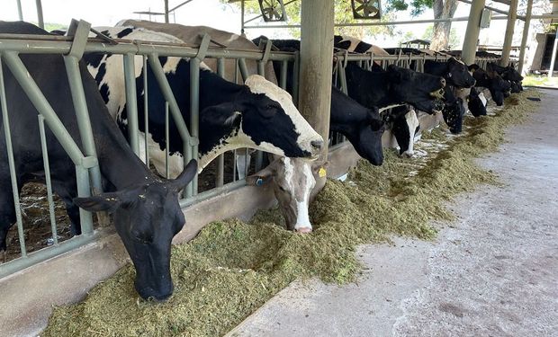 Consumo das vacas em lactação é influenciado por sua produtividade de leite. (fotos - Embrapa)