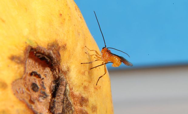 Vespa-jaqueta-amarela Comendo Maçã-doce Que Caiu Da árvore E Está Decaindo  Imagem de Stock - Imagem de mosca, veneno: 195205207