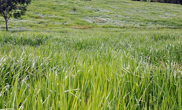 Plantio direto a lanço contribui para a manutenção da rentabilidade do sistema produtivo. (Foto - Embrapa)