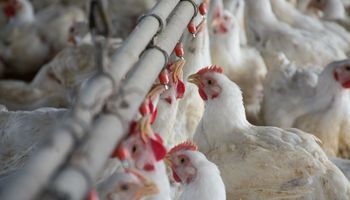 Se reabre la exportación de productos aviares a Arabia Saudita después de la gripe aviar