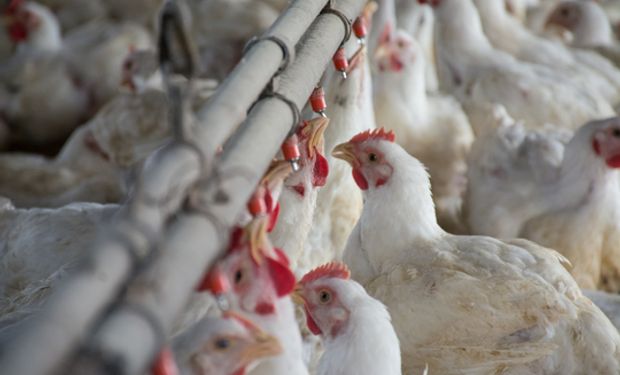 Se reabre la exportación de productos aviares a Arabia Saudita después de la gripe aviar