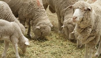 Argentina abre un nuevo mercado con Chile para la exportación de ovinos, caprinos y material genético