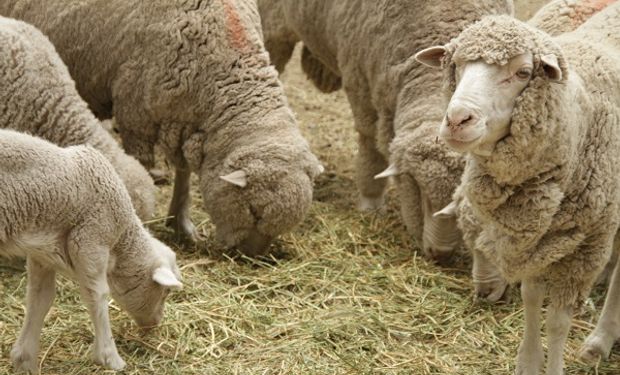 Argentina abre un nuevo mercado con Chile para la exportación de ovinos, caprinos y material genético