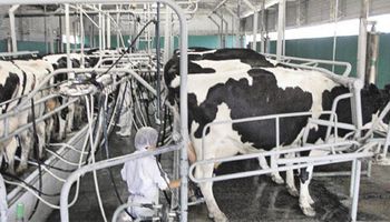 Cierre y achique de tambos en medio de la crisis