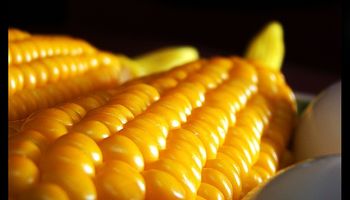 Cosecha de maíz en Brasil llegará a 80 millones de toneladas por primera vez