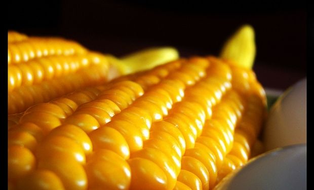 China rechazó un millón de toneladas de maíz GM estadounidense