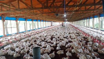 Entre Ríos bajó ingresos brutos para el sector avícola y anunció subsidios para el arroz