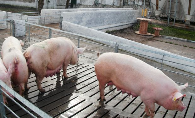 Productores reclaman por la emergencia sanitaria ante la "aftosa" porcina: piden un plan de erradicación