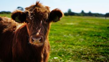 Vuelve la exportación de embriones bovinos "in vivo" a la Unión Europea tras discontinuar en 2021