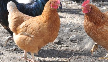 Gripe aviar: Argentina vuelve a exportar productos avícolas a Chile