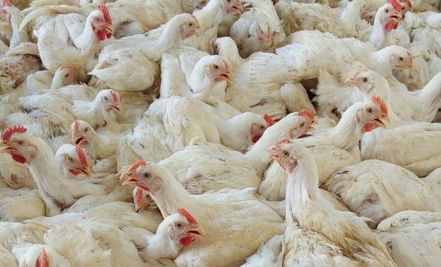 Indústria de frango é interditada e autuada por maus-tratos aos animais em Minas Gerais