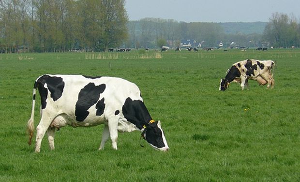 Inédito cruce de razas de vacas