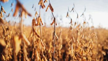 La fortaleza de la harina y el aceite apuntalan el precio de la soja en Chicago: cuánto se pagó en Rosario