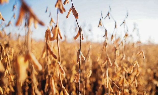 La fortaleza de la harina y el aceite apuntalan el precio de la soja en Chicago: cuánto se pagó en Rosario