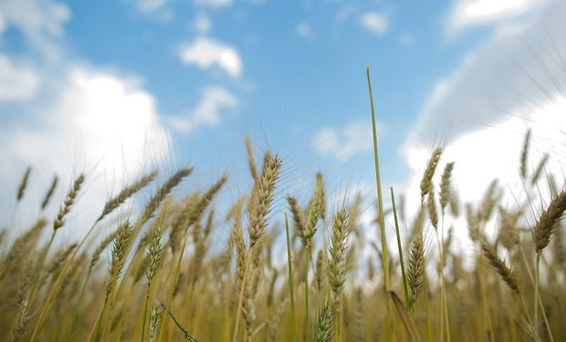 Trigo acumula altas de 6,32% e 2,04% nas cotações do Cepea do mês de maio