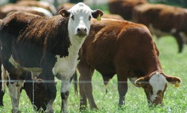 Zafra de terneros: criadores vs. feedloteros