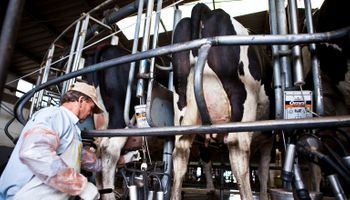 El productor lácteo registra 13 meses ininterrumpidos de rentabilidad positiva