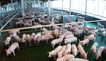 Oportunidad: la carne porcina argentina llegó por primera vez al sexto país más importador del mundo