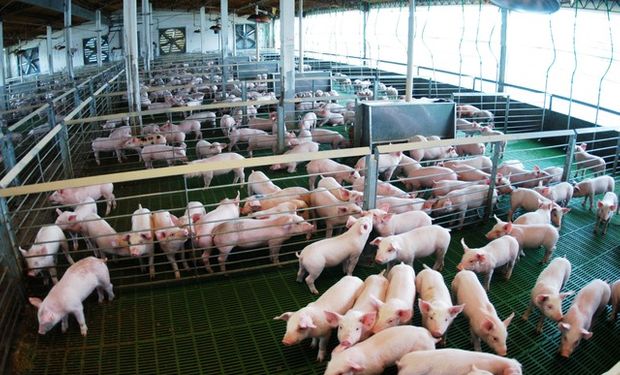 Oportunidad: la carne porcina argentina llegó por primera vez al sexto país más importador del mundo