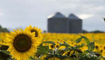 Cosecha récord de girasol: la producción creció un 28,2 % y alcanzó las 5 millones de toneladas