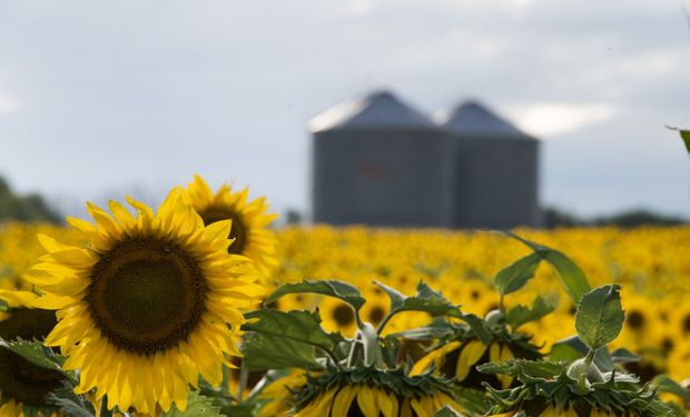 Cosecha récord de girasol: la producción creció un 28,2 % y alcanzó las 5 millones de toneladas