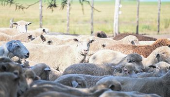 Eliminan regímenes de promoción de ovinos, caprinos, bovinos, búfalos, llamas y gusano de seda