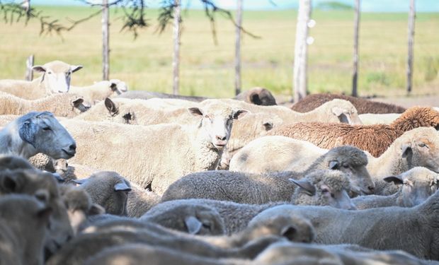 Eliminan regímenes de promoción de ovinos, caprinos, bovinos, búfalos, llamas y gusano de seda