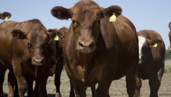 El Gobierno derogó 28 normas obsoletas de la cadena ganadera