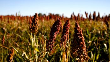La producción de sorgo 2024/2025 creció 16 % y alcanzó los 2,9 millones de toneladas