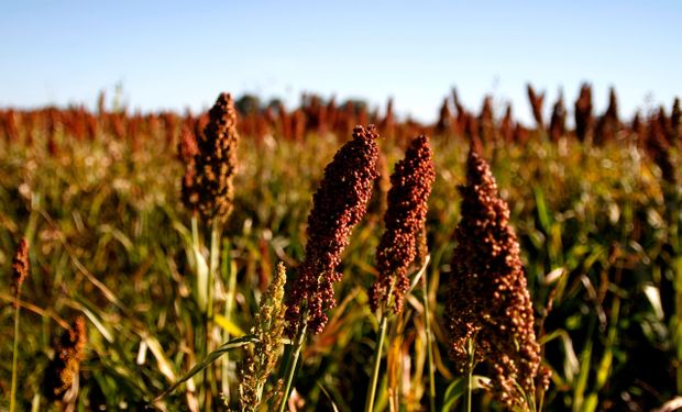 La producción de sorgo 2024/2025 creció 16 % y alcanzó los 2,9 millones de toneladas