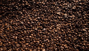 Granizo em MG: CNA orienta cafeicultores prejudicados