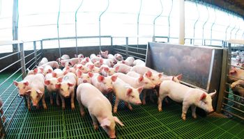 Con más de 526 mil toneladas producidas, Argentina marcó un récord histórico en carne porcina