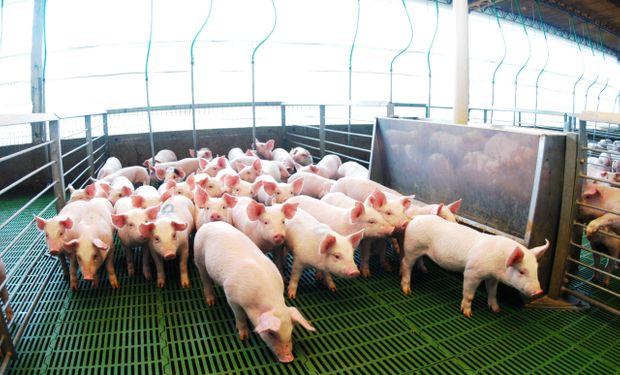 Con más de 526 mil toneladas producidas, Argentina marcó un récord histórico en carne porcina