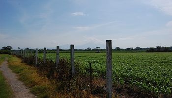 Noticias agrícolas del día