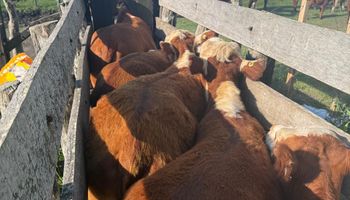 Una manga que sale menos que cuatro terneros: crece el interés por invertir en instalaciones rurales y lanzan promoción única