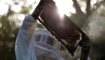 Governo sanciona leis para incentivar produção de flores e mel