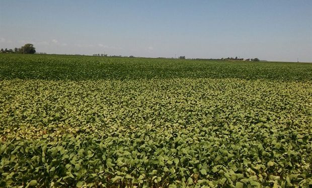 Podría haber más mermas en la producción por la falta de lluvias importantes