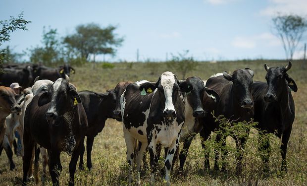 Produção de bovinos também apresentou resultado mais positivo do que o previsto anteriormente pelo Ipea, com alta de 3,0%