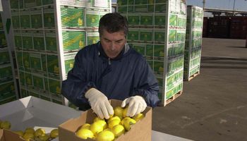 Concretan hoy la primera venta de limones a EE.UU.