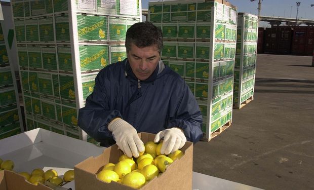 La Argentina es el primer productor mundial de limones, con un volumen de aproximadamente 1,5 millones de toneladas anuales.