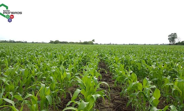 La Expo Pioneros va fortaleciéndose como un ícono del agronegocios de Paraguay y la región del Chaco Sudamericano.