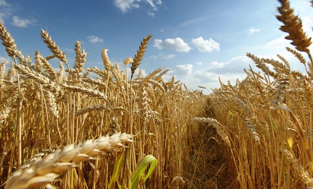 Egipto no reducirá las importaciones de trigo