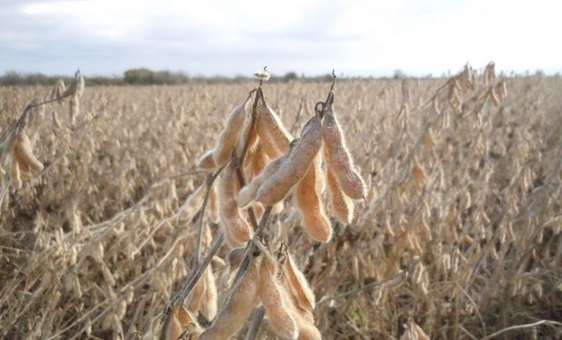 Cómo impacta sobre la soja el posible aumento de retenciones.