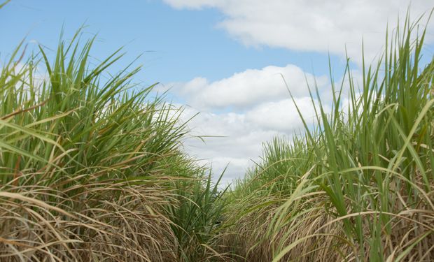 Nos sete primeiros meses de 2023, o principal grupo exportado pelo agronegócio paulista é complexo sucroalcooleiro