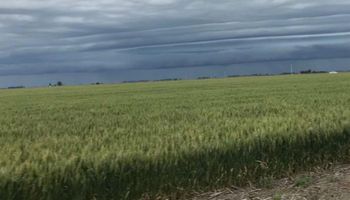 Las lluvias trajeron alivio a las zonas más necesitadas y ayudan al trigo y al maíz