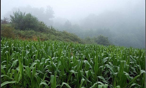 Strategie Grains recorta pronóstico de cosecha de maíz de UE