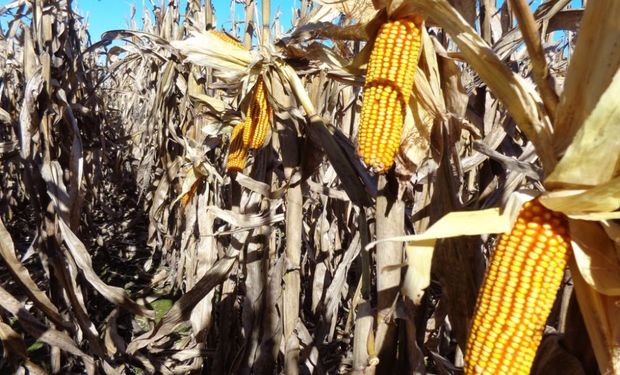 La exportación del campo, clave para la balanza comercial.