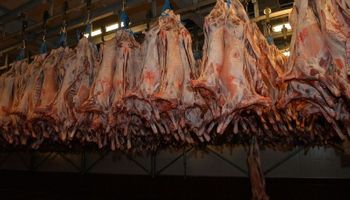 Esperan mejores precios por carne ovina en la UE