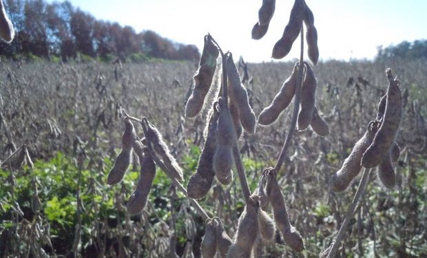 El Estado recaudaría más de 10.000 millones de dólares a pesar que la producción tendrá una pérdida de 623 millones de dólares.