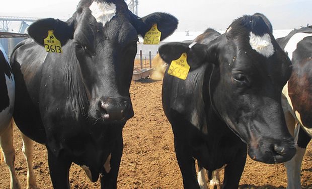 Hacen ecografías para conocer el grado de terminación de las vacas